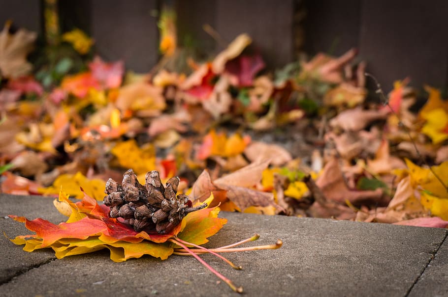 autumn, plant part, leaf, change, falling, nature, flower, vulnerability HD wallpaper