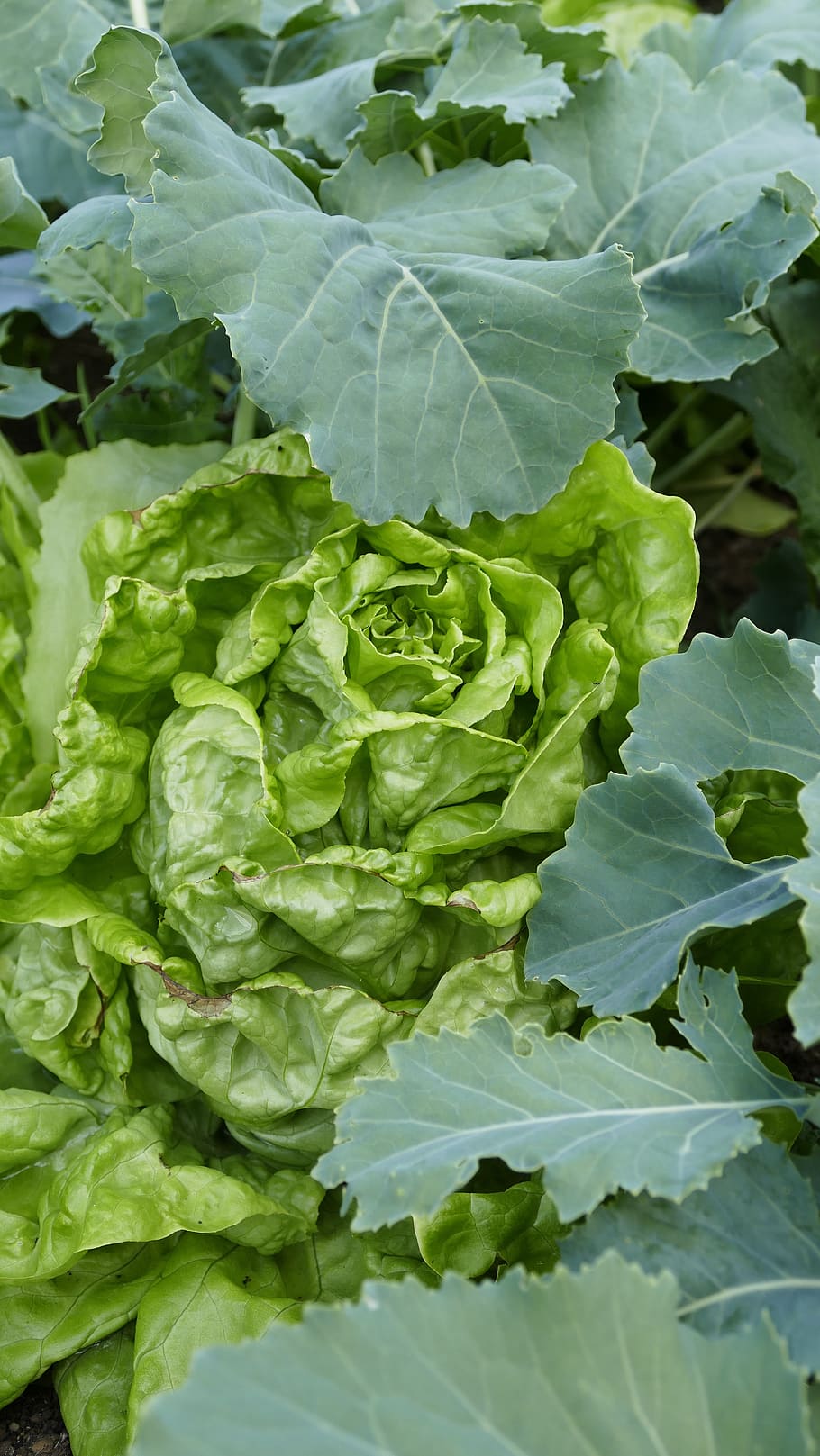 leaf, plant, vegetables, fresh, food, nature, lettuce, plant part HD wallpaper