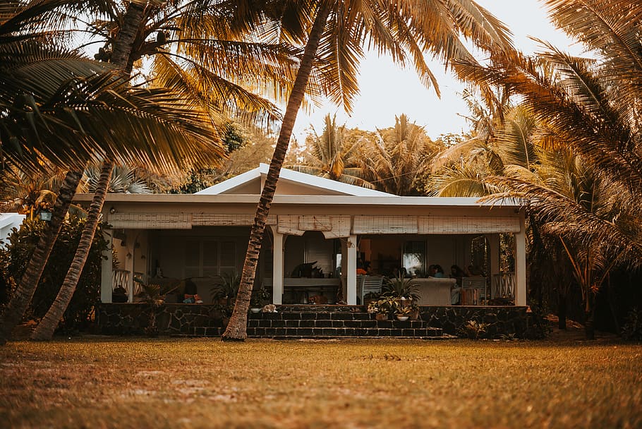 white concrete house, tree, palm tree, plant, tropical climate HD wallpaper