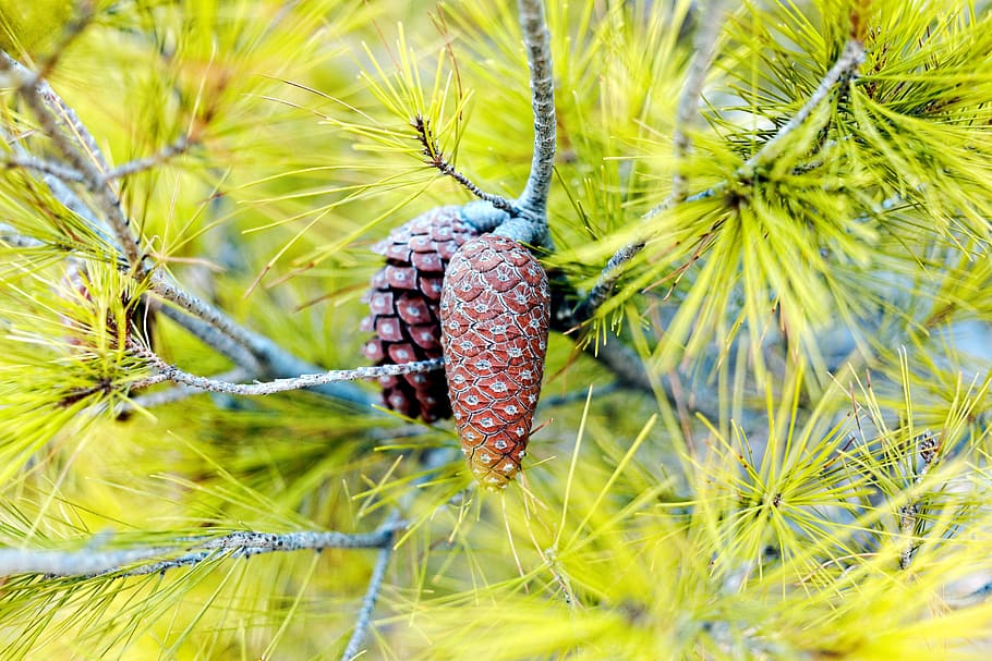 Aleppo pine tree detail, flora, mediterranean, cones, needles HD wallpaper