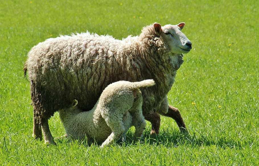 lamb, feeding, sheep, herd, animal, noble, nature, grass, livestock HD wallpaper
