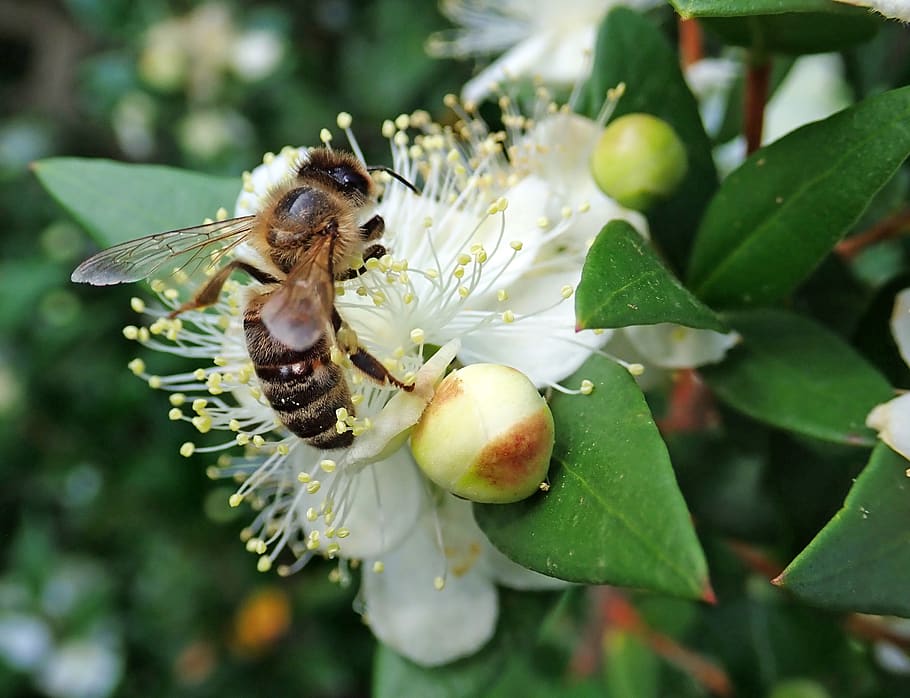 bee, insect, myrtle, flower, pollen, garden, nature, plant HD wallpaper