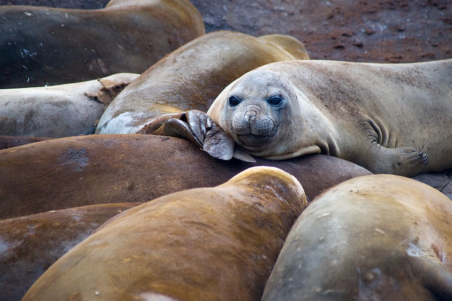 California sea lion, sea life, animal, mammal, seal, wildlife, HD wallpaper