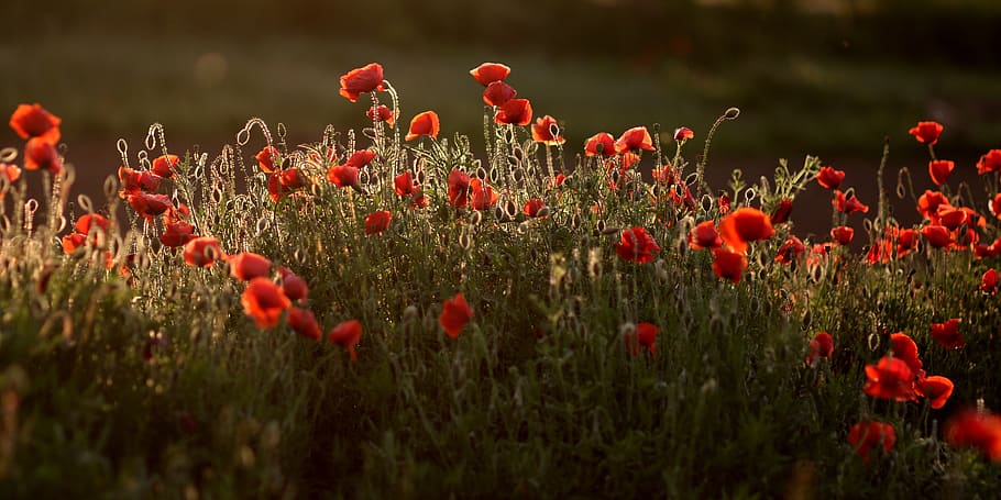 poppies, red, plain, flower, nature, plant, growth, freshness HD wallpaper