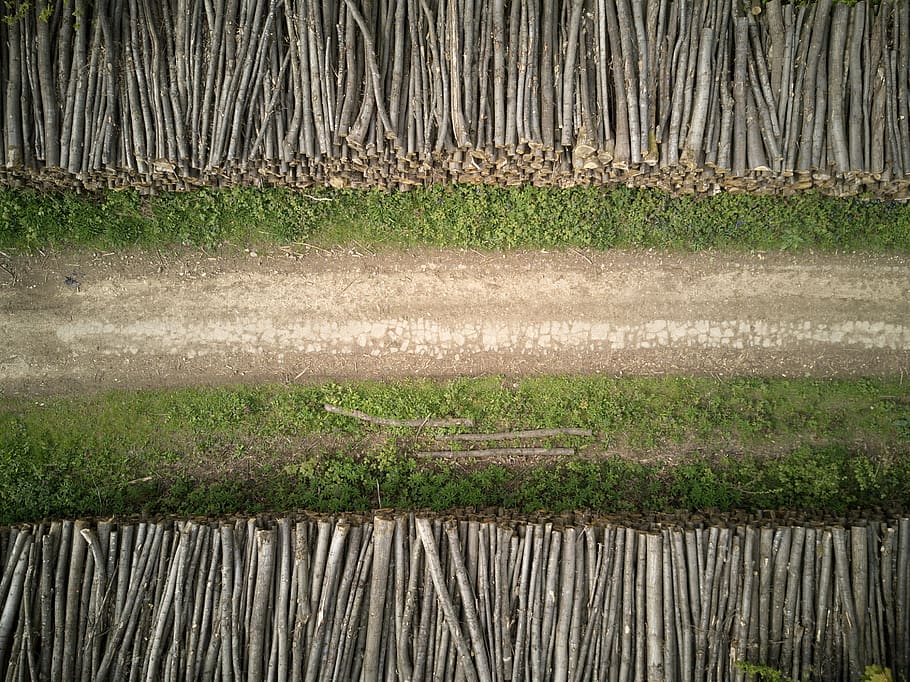 road, green, grass, woods, logs, plant, no people, nature, green color HD wallpaper