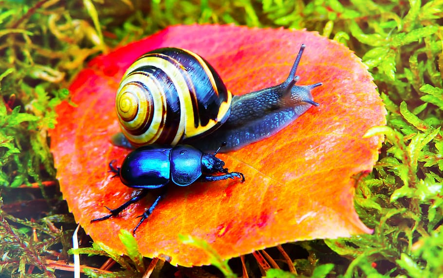 animal wildlife, animals in the wild, invertebrate, animal themes HD wallpaper