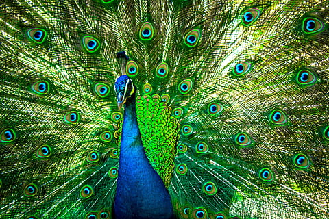 peacock, peafowl, pattern, plumage, colorful, turquoise, vibrant HD wallpaper