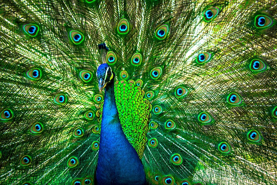 peacock, peafowl, pattern, plumage, colorful, turquoise, vibrant HD wallpaper