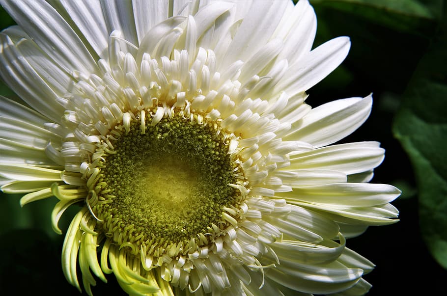 flower, gerbera, white, flowering plant, vulnerability, fragility HD wallpaper