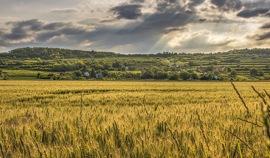 Brown Fields Under Cloudy Sky, cereal, clouds, crop, cropland HD wallpaper