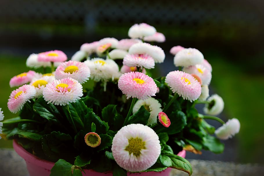 bellis, daisy, tausendschön, composites, blossom, bloom, spring HD wallpaper