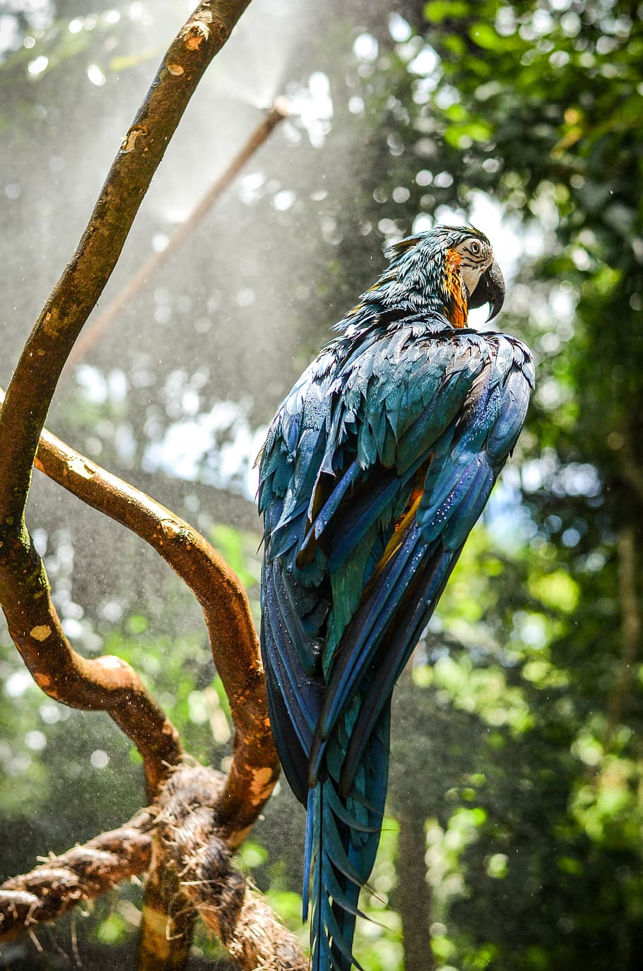 animal animal photography aviary blue