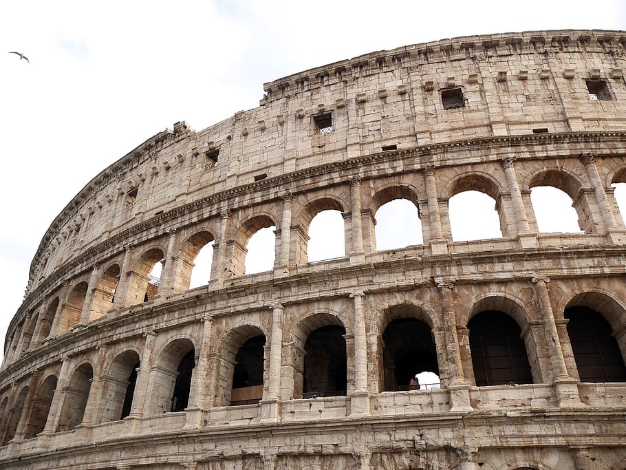 Colosseum, Rome, building, monument, architecture, animal, bird, HD wallpaper