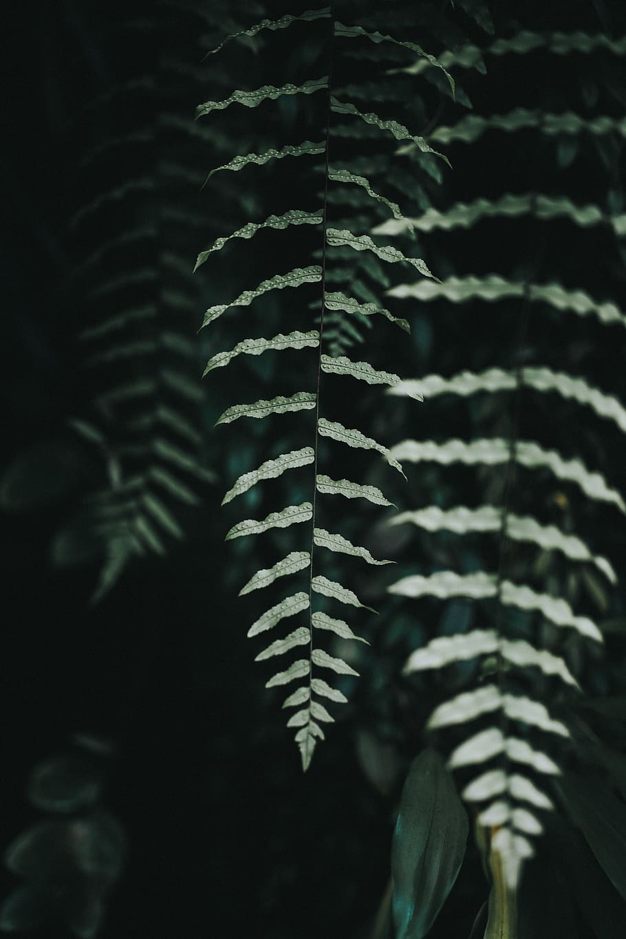 green fern, plant, san francisco, usa, conservatory of flowers HD wallpaper