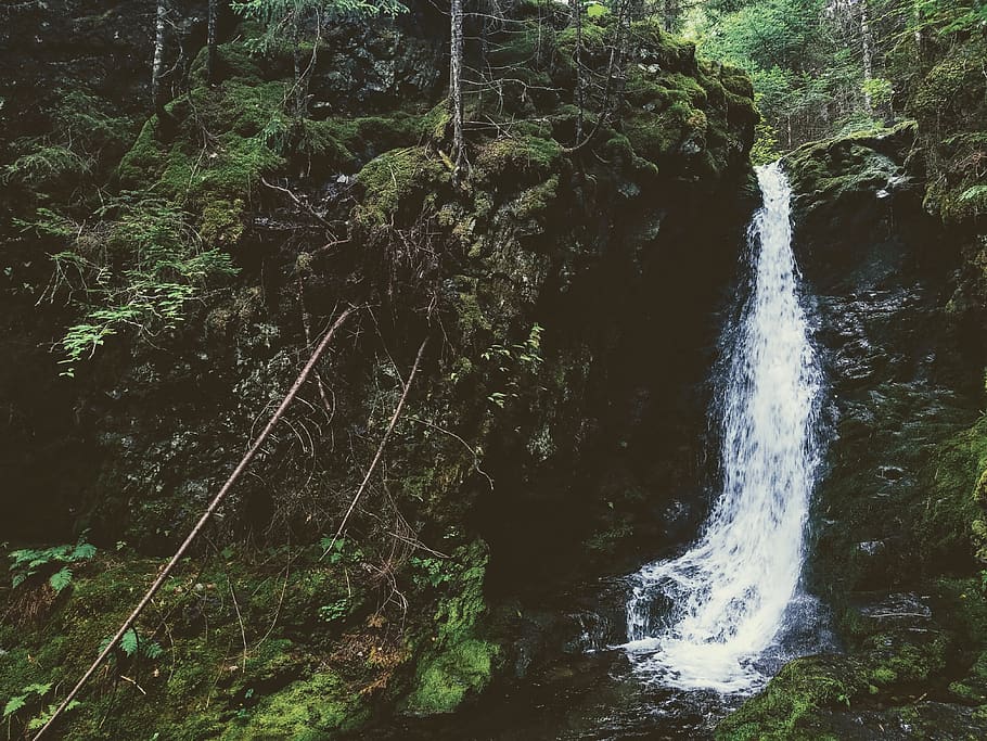 waterfall, trees, forest, moss, plants, motion, beauty in nature HD wallpaper