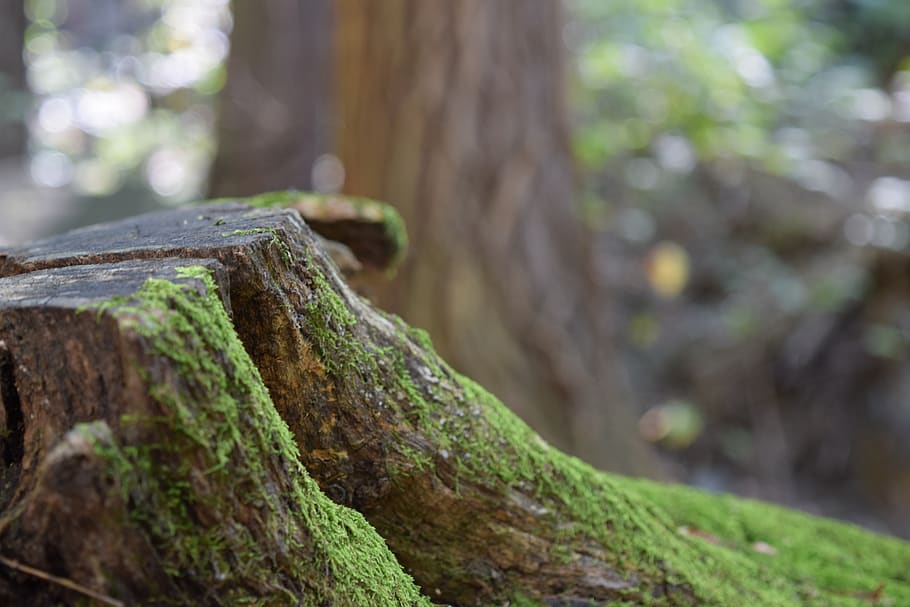 trees, old trees, moss, forest, nature, wood, green, plant HD wallpaper