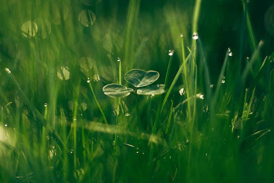 green grass, plant, green color, growth, drop, nature, field HD wallpaper