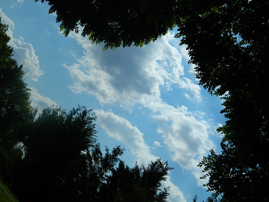 clouds, trees, lookingup, sky, plant, cloud - sky, beauty in nature HD wallpaper