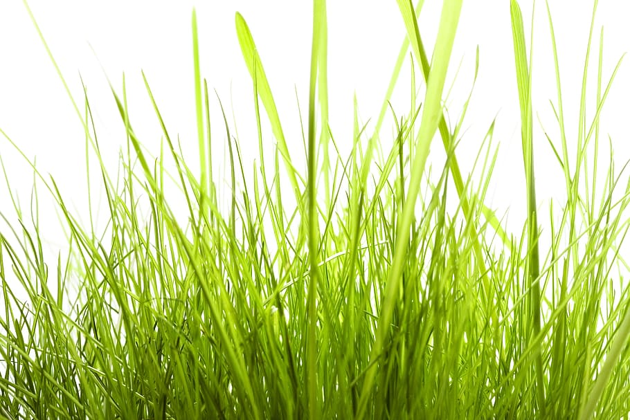 con2011, background, field, fresh, garden, grass, green, growth HD wallpaper