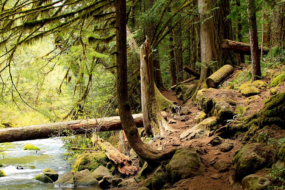 forest, trees, landscape, ferns, plants, outdoors, scenery HD wallpaper