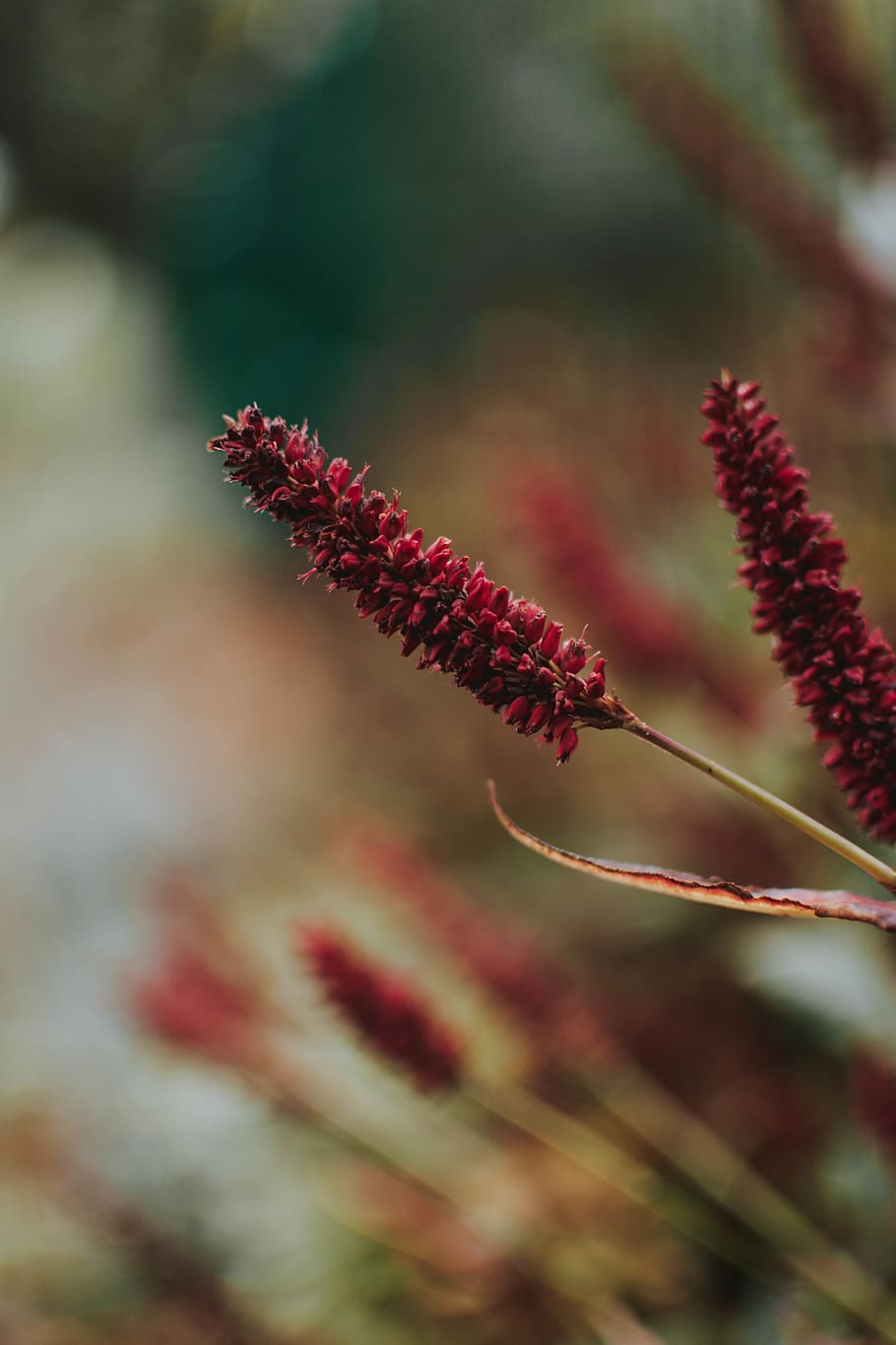 Selective Photo of Red Flowers, bloom, blooming, blur, botanic HD wallpaper