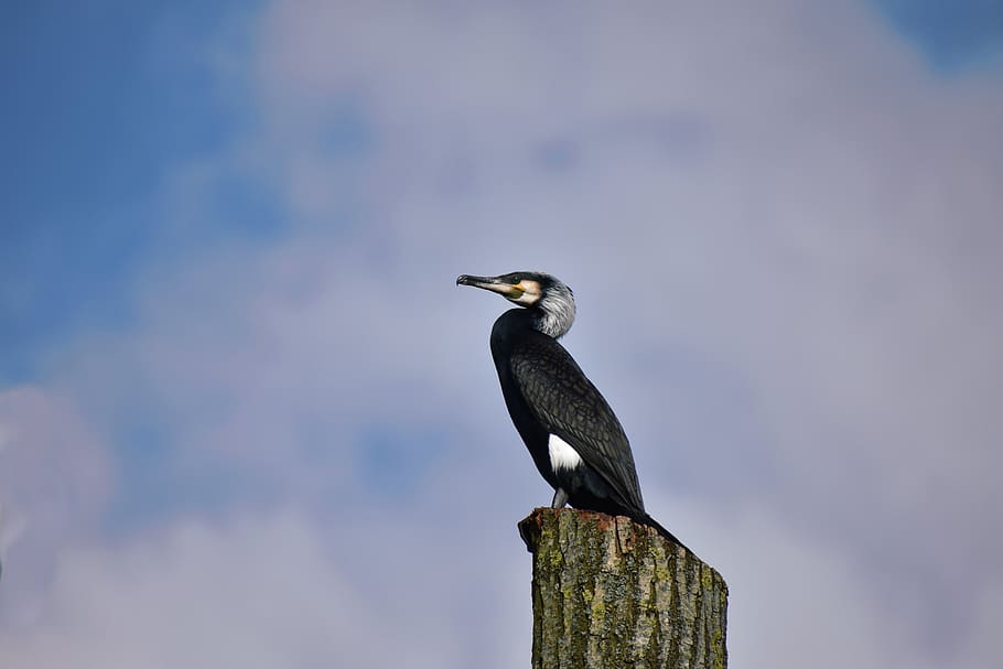 Black Bird Perching on Post, animal, daylight, feather, flight HD wallpaper