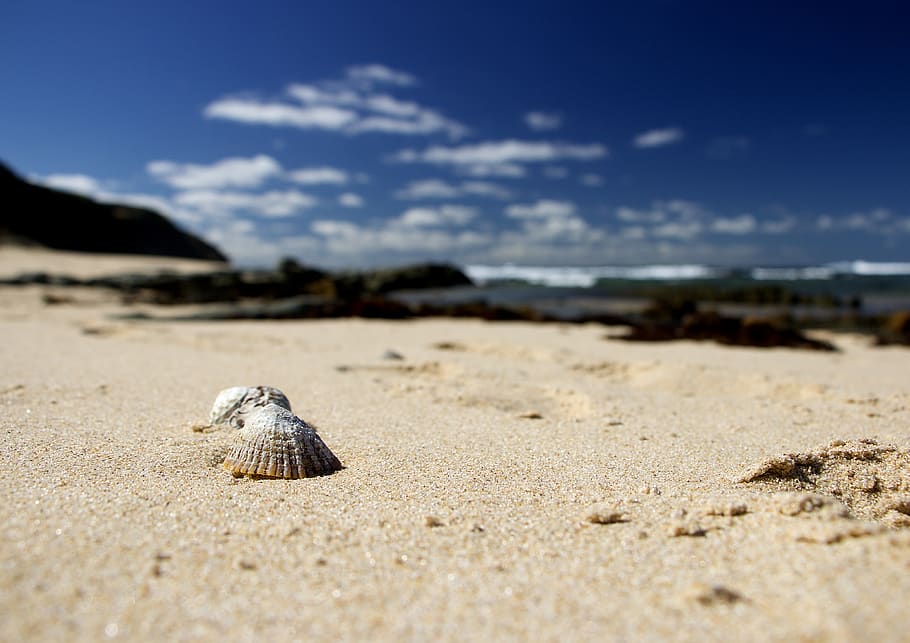 shell, shells, beach, couple, pair, sand, scenery, blur, waves HD wallpaper