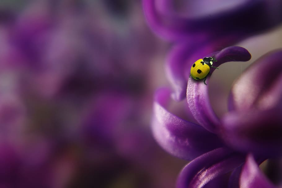 ladybug, insect, animal, wild, nature, flower, fragrance, garden HD wallpaper