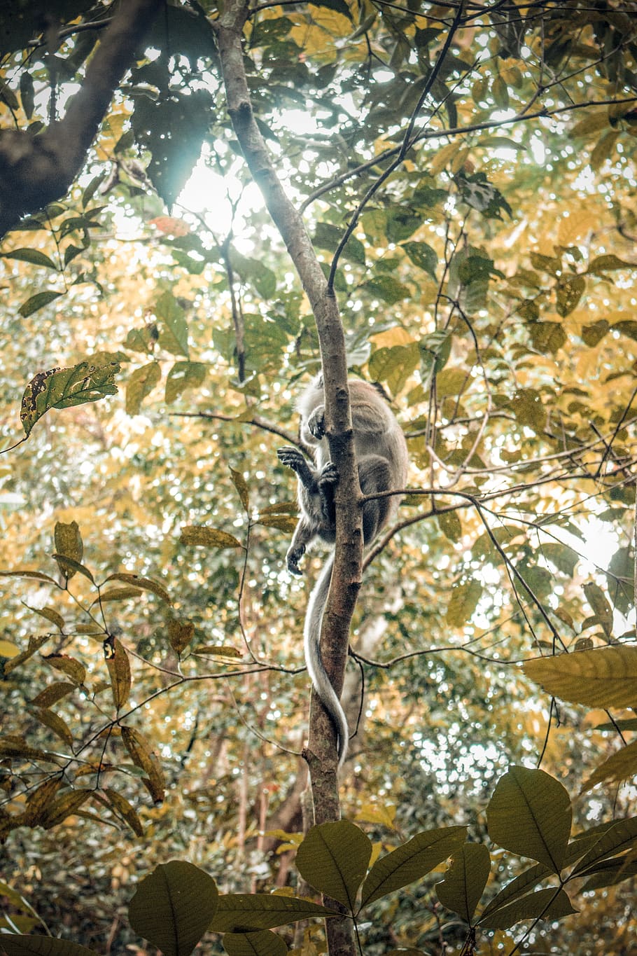 brown monkey on tree branch, animal, singapore, tail, sea life HD wallpaper