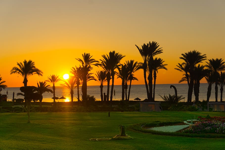 sunset, palm trees, beach, vacations, sky, water, romantic HD wallpaper
