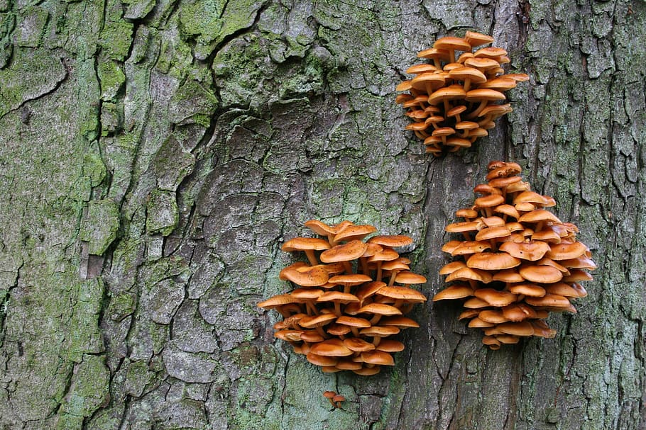 tree, agaric, nature, autumn, forest, fungi, trunk, tree trunk HD wallpaper