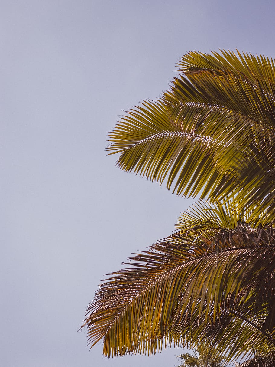 Palm Tree Leaves, blue sky, clear sky, coconut tree, day, daylight HD wallpaper