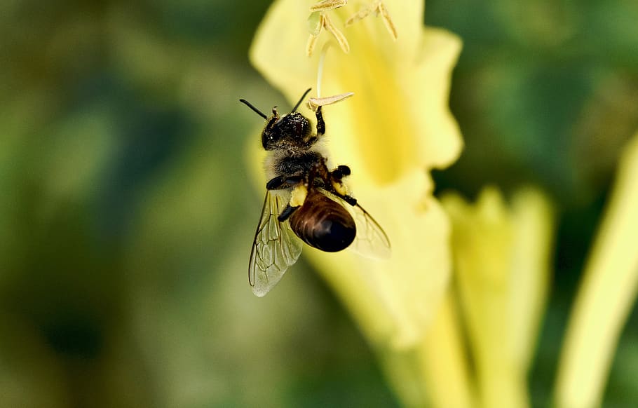insect, bee, pollination, pollen, wings, invertebrate, animal themes HD wallpaper