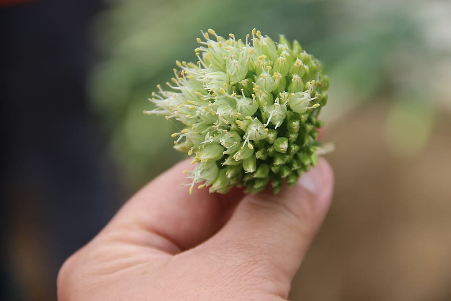 allium fistulosum, chopped green onion, shallot, hand, human hand