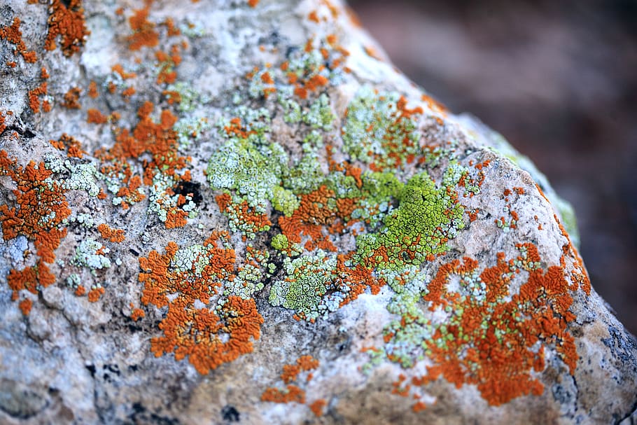 green and orange moss, rock, plant, dinosaur, dinosaur national monument, HD wallpaper