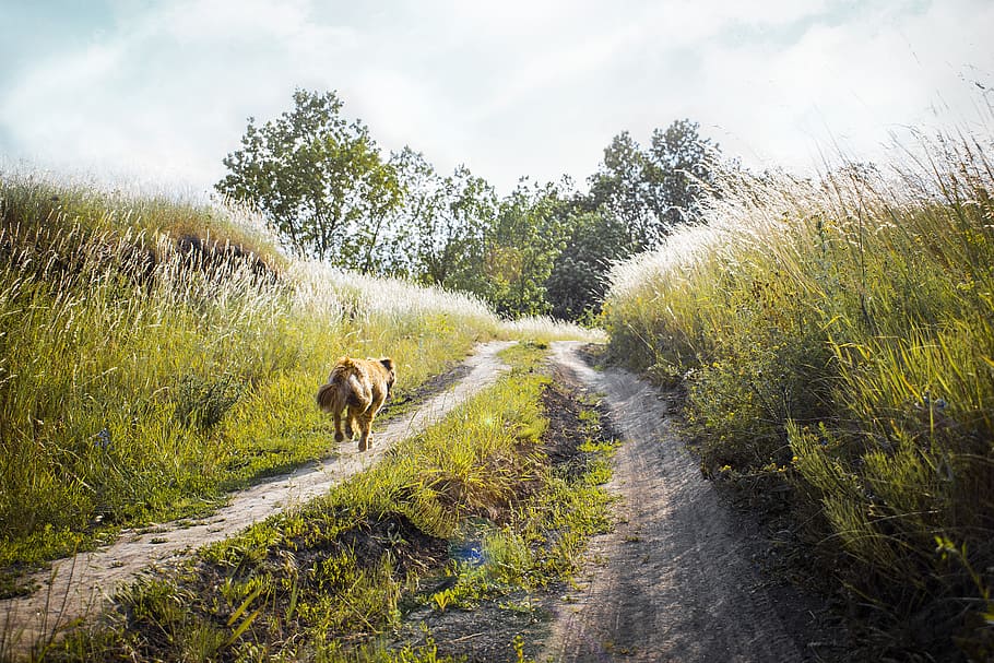 Medium-coated Tan Dog Running on Dirt Road Between Green Grass Near Trees HD wallpaper