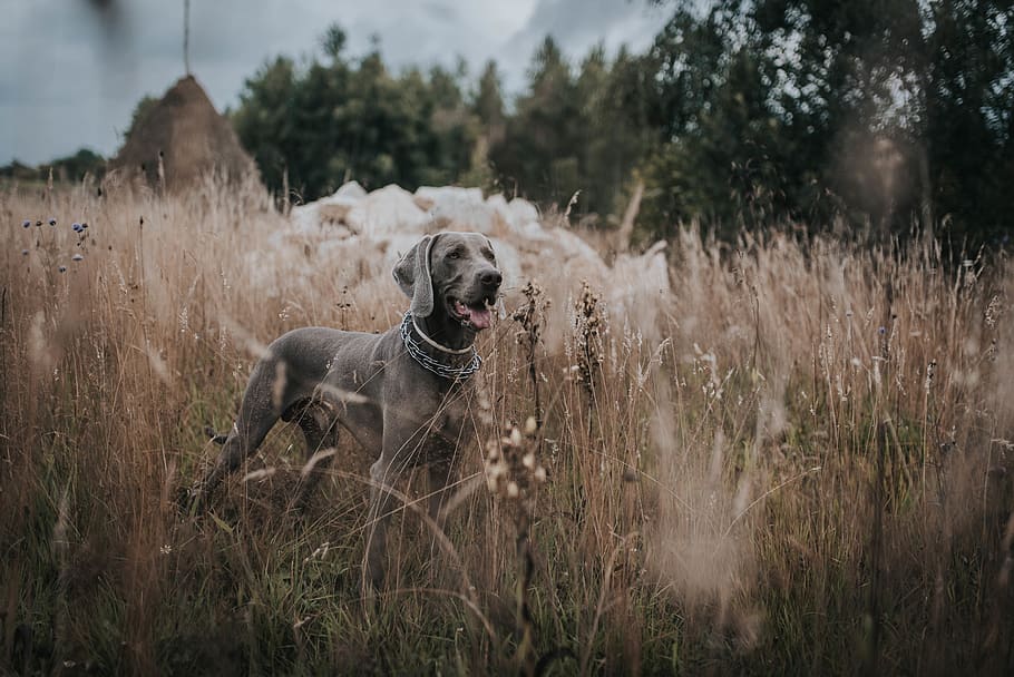 gray dog standing on grass, canine, domestic, pets, domestic animals HD wallpaper