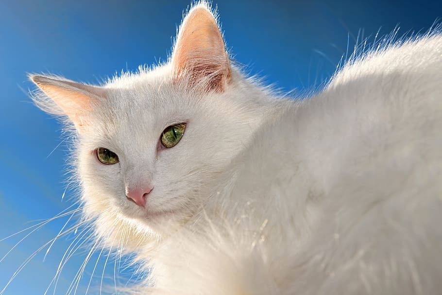 cat, blue, nose, gray, eyes, hairy, white, feline, female, animal HD wallpaper
