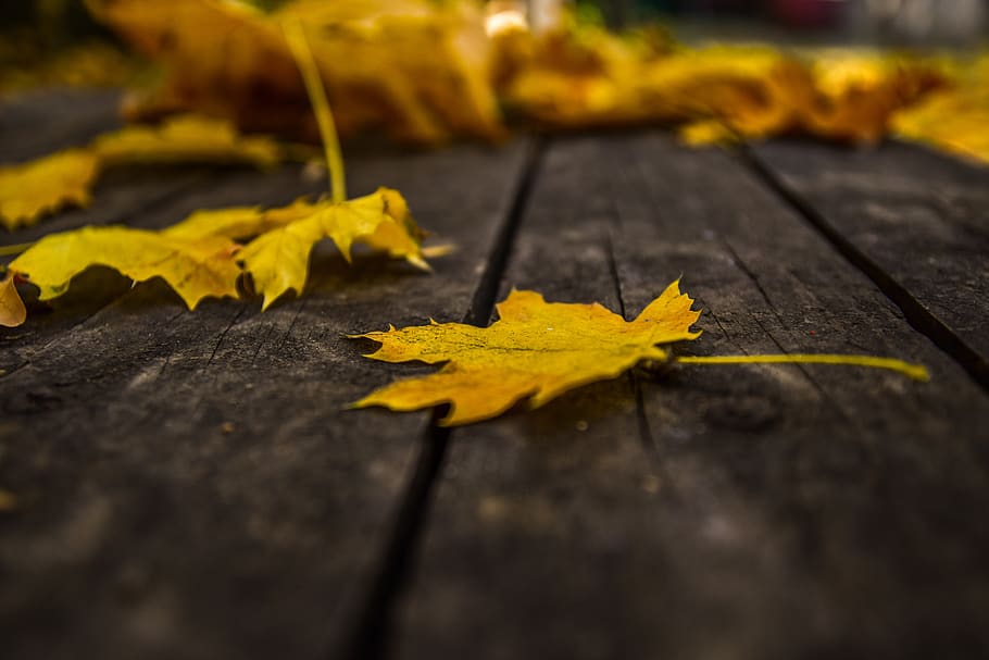 leaf, autumn, nature, yellow, plant part, change, selective focus HD wallpaper
