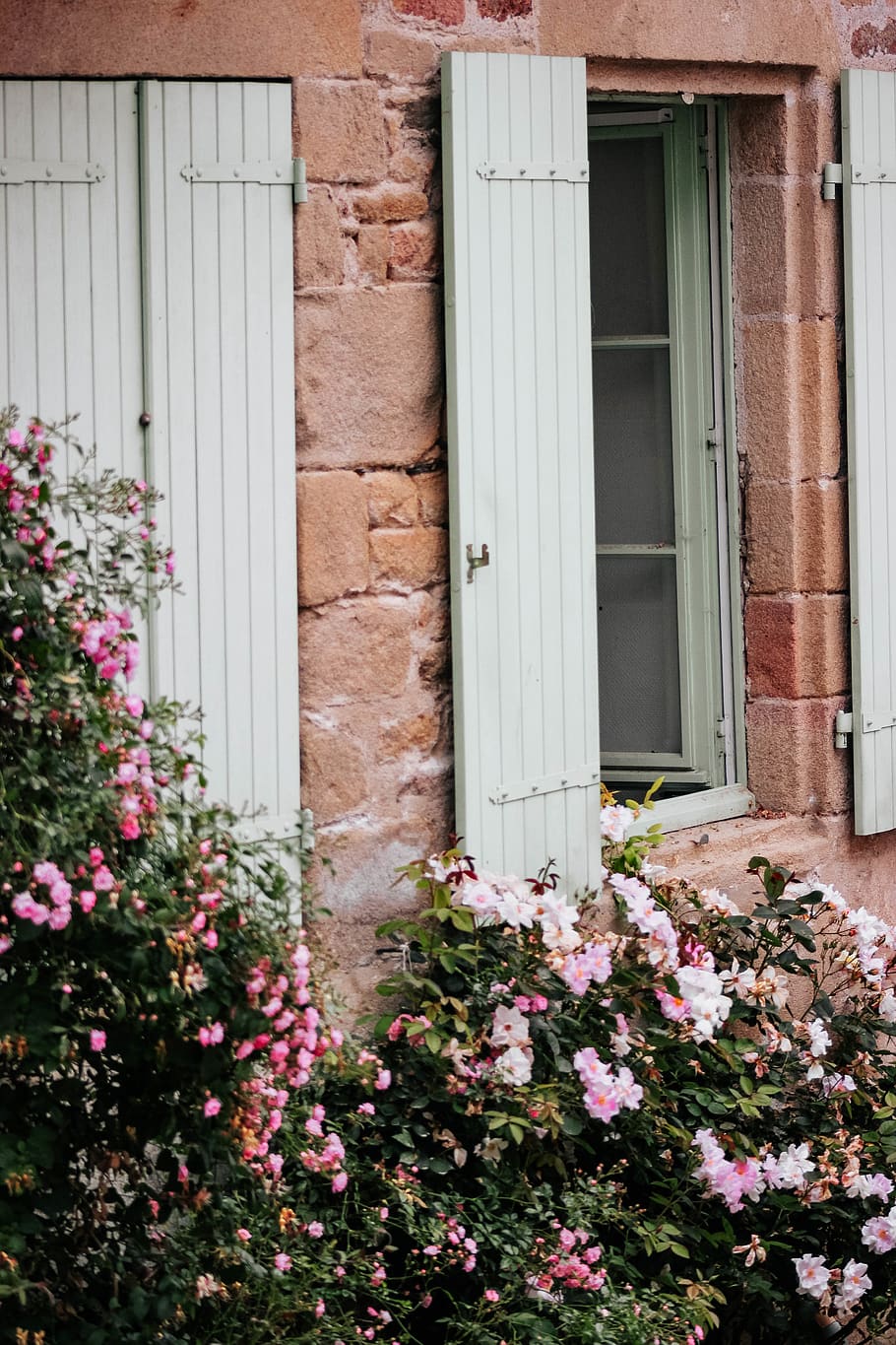 home decor, window, flower, geranium, plant, blossom, auray HD wallpaper