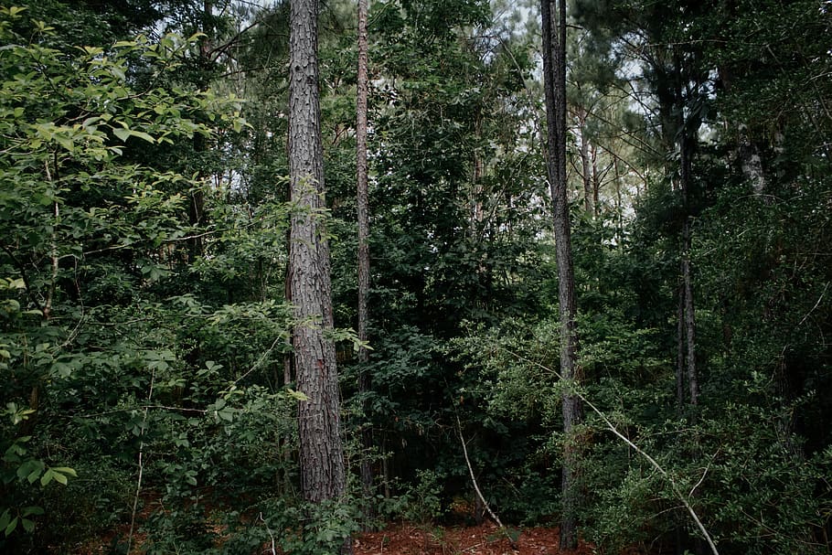 trees, nature, forest, explore, greenery, plant, land, growth HD wallpaper