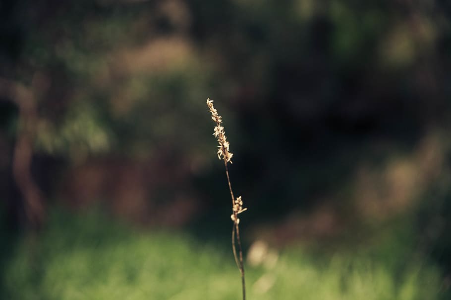 green, nature, plant, growth, beauty in nature, focus on foreground HD wallpaper