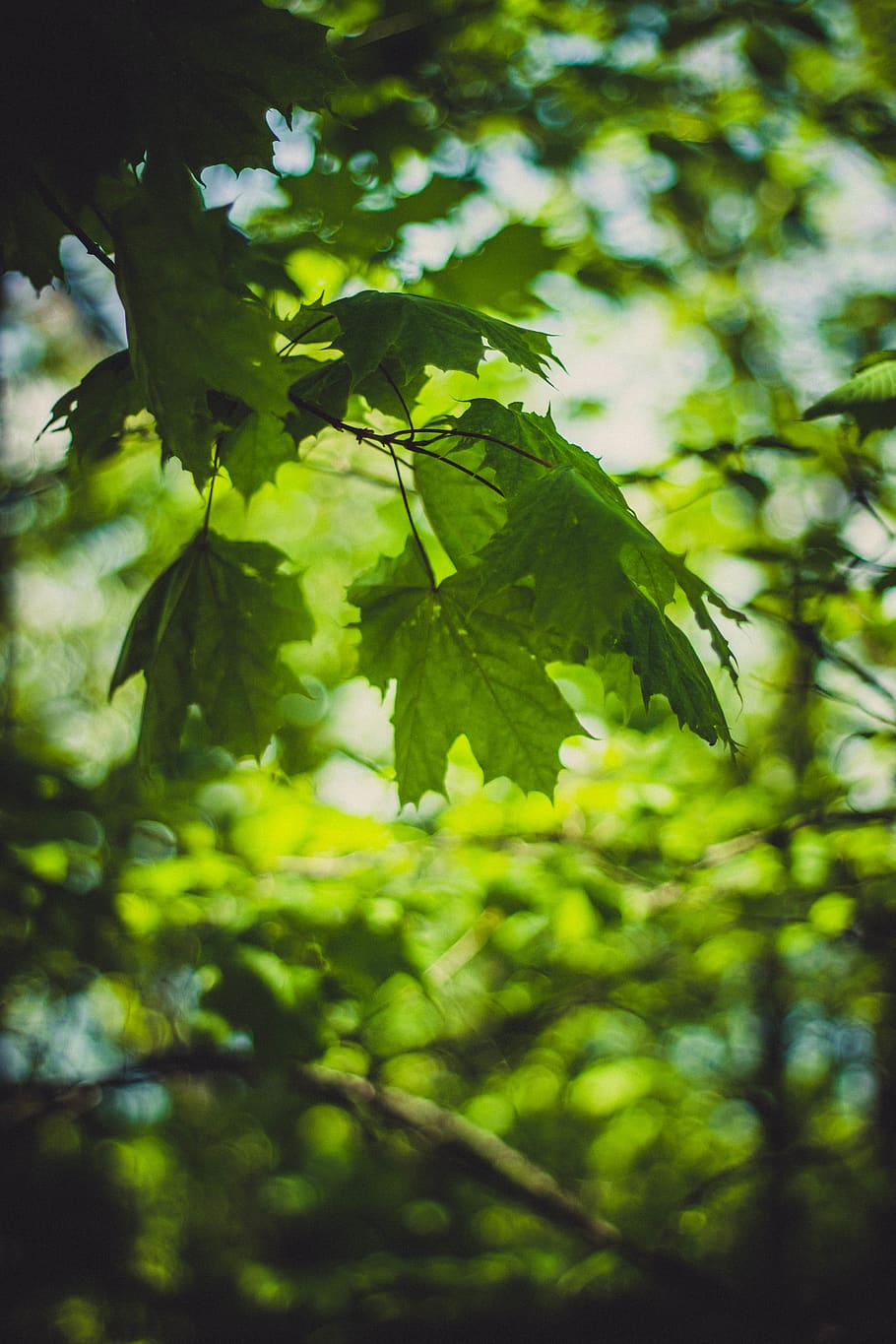 Green Lobed Leaves on Branch, botany, branches, environment, foliage HD wallpaper