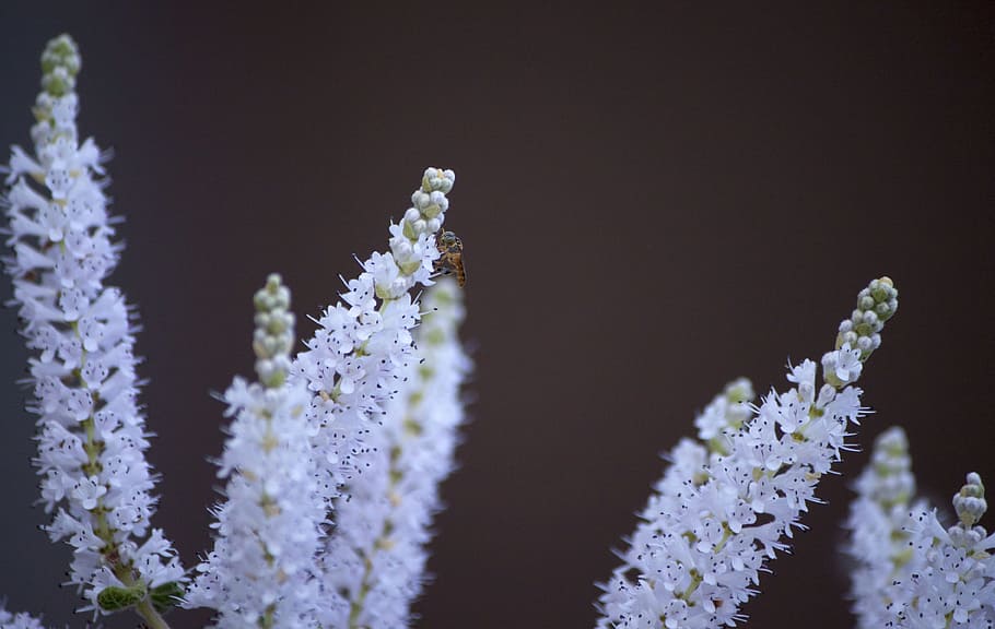 Beautiful winter flower with insect, nature, white, tree, season HD wallpaper