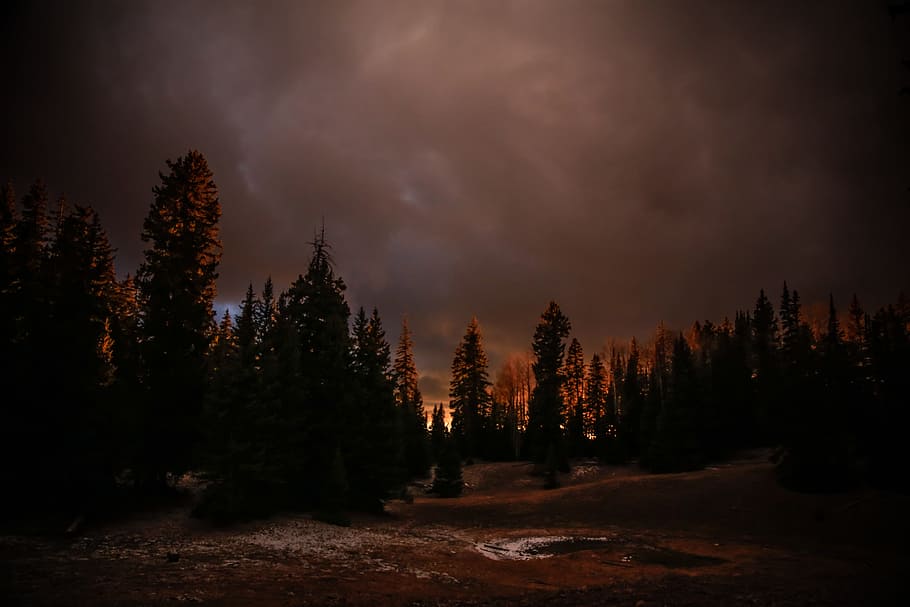 silhouette photography of forest, sky, night, cloud, dark, tree HD wallpaper