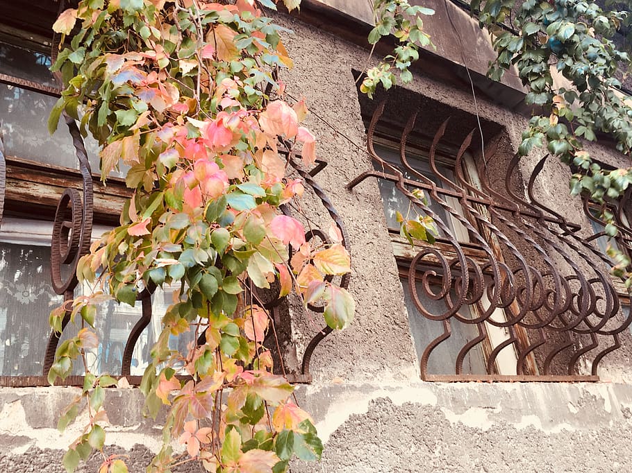 romania, bucharest, windows, flower, architecture, plant, built structure HD wallpaper