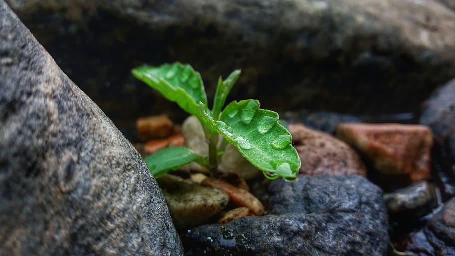 tree, water drop, green, stone, plant, leaf, plant part, growth HD wallpaper