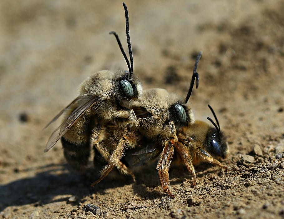 bee, mating, insects, couple, love, animal themes, animal wildlife HD wallpaper