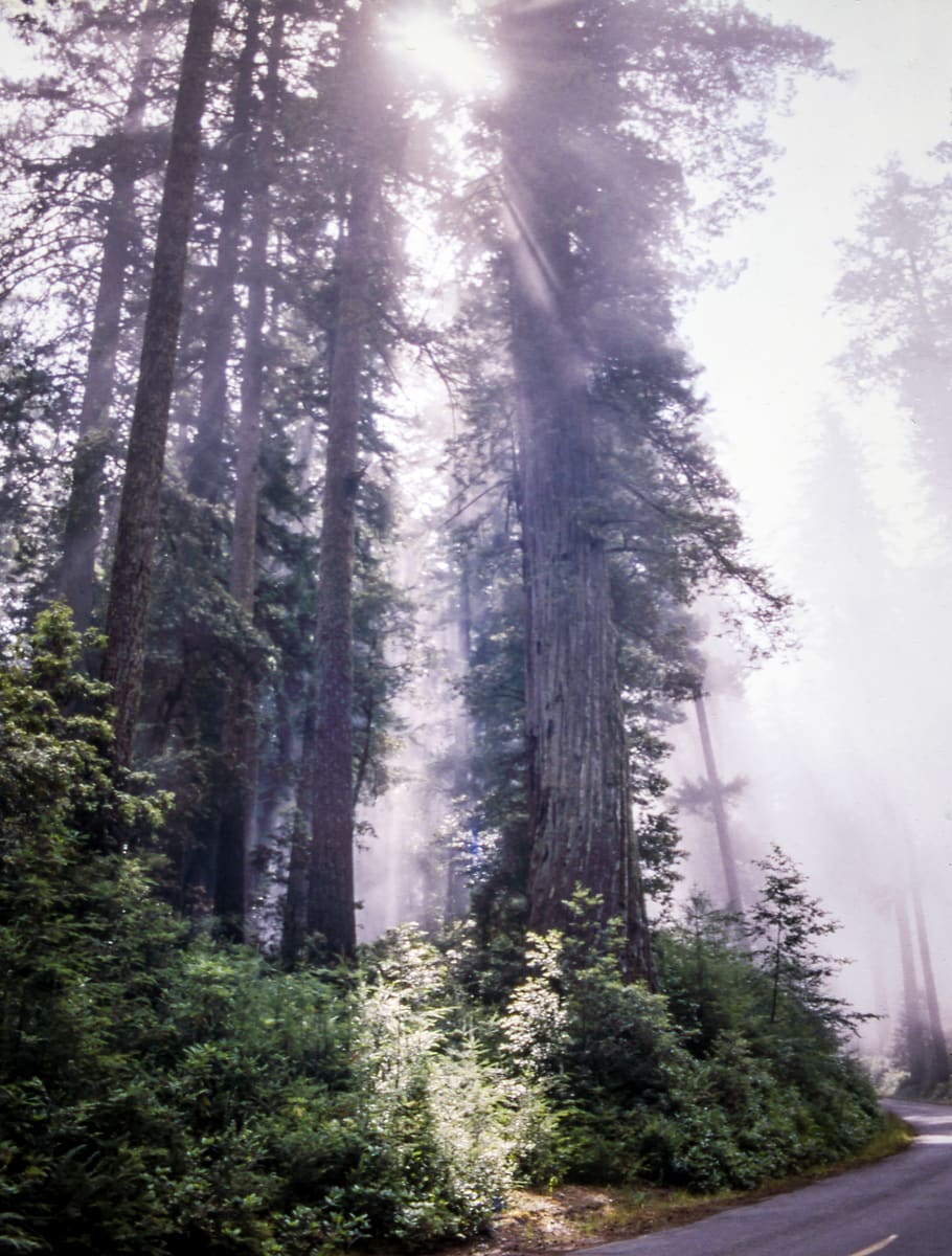trees, light, sun, sunlight, green, road, plant, forest, land HD wallpaper