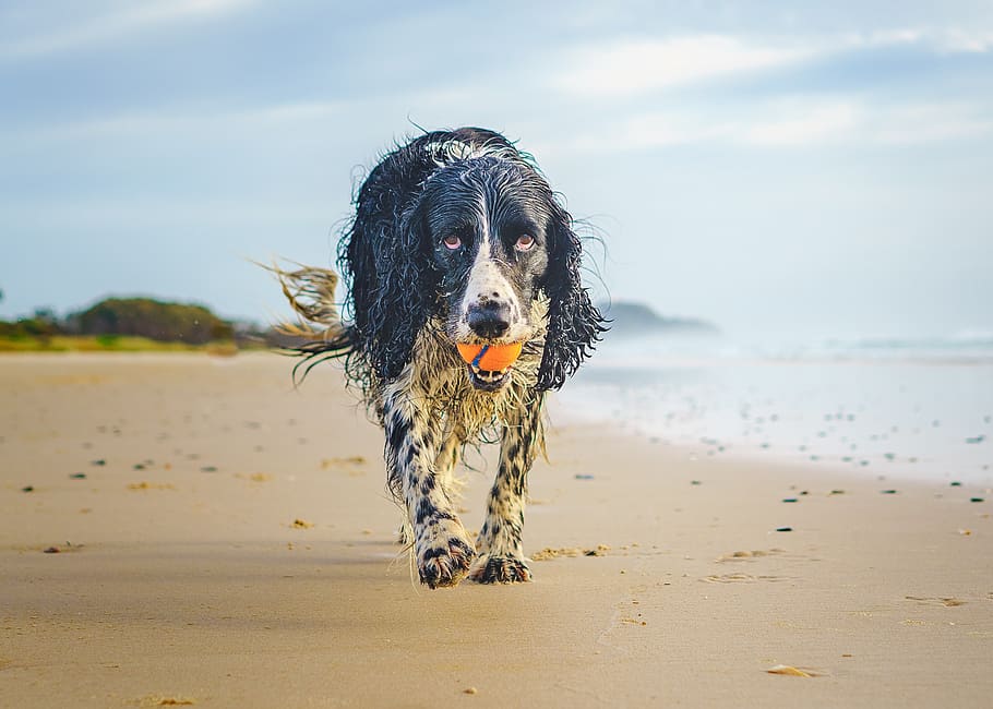 dog, beach, spaniel, animal, pedigree, gundog, wet dog, pet HD wallpaper